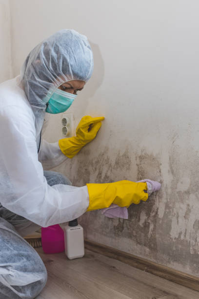 Best Mold Odor Removal Services  in Agler Beach, FL