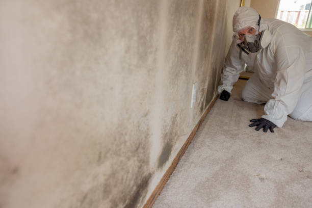 Best Asbestos and Lead Testing During Mold Inspection  in Agler Beach, FL